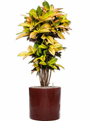 Croton Codiaeum Variegatum Mrs. Iceton In Cylinder D 27 H 139 cm - PlantenShop24 - 27-05-2025
