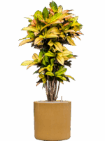 Croton Codiaeum Variegatum Mrs. Iceton In Cylinder D 27 H 138 cm - PlantenShop24 - 27-05-2025