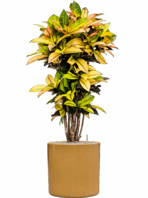 Croton Codiaeum Variegatum Mrs. Iceton In Cylinder D 27 H 138 cm - PlantenShop24 - 27-05-2025