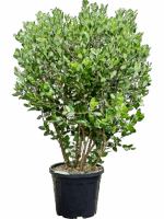 Acca Sellowiana D 35 H 140 cm - PlantenShop24 - 15-05-2025
