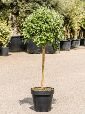 Acca Sellowiana D 40 H 150 cm - PlantenShop24 - 26-05-2025