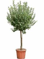 Acca Sellowiana D 42 H 230 cm - PlantenShop24 - 15-05-2025