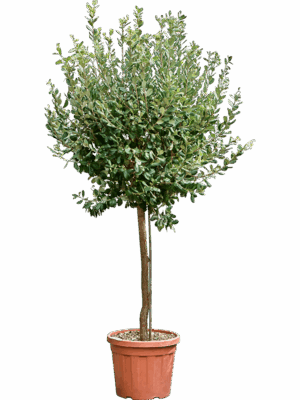 Acca Sellowiana D 42 H 230 cm - PlantenShop24 - 15-05-2025