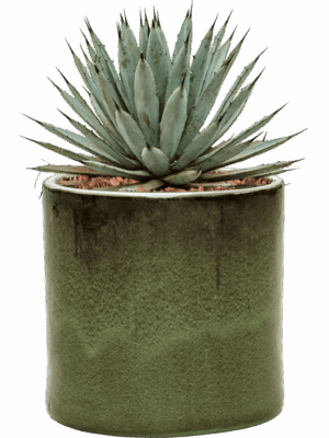 Agave Macroacantha In Cylinder D 27 H 40 cm - PlantenShop24 - 29-05-2025