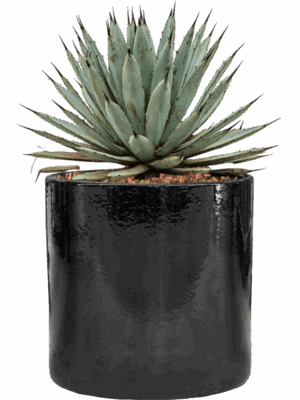 Agave Macroacantha In Cylinder D 27 H 40 cm - PlantenShop24 - 29-05-2025