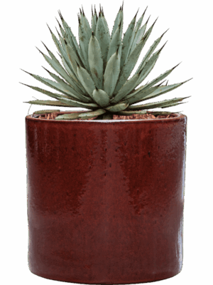 Agave Macroacantha In Cylinder D 27 H 41 cm - PlantenShop24 - 29-05-2025