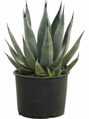 Agave Nigra D 27 H 50 cm - PlantenShop24 - 27-05-2025