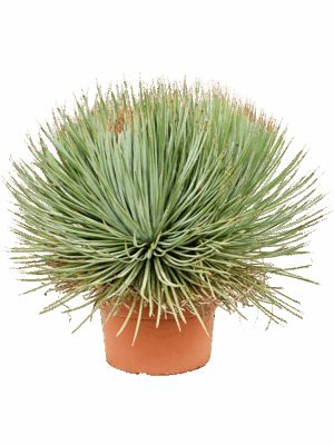 Agave Stricta Blue D 24 H 65 cm - PlantenShop24 - 27-05-2025