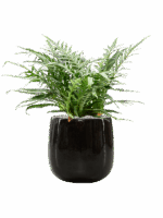 Aglaomorpha Jim In Balloon D 23 H 67 cm - PlantenShop24 - 20-05-2025