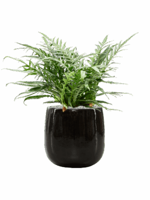 Aglaomorpha Jim In Balloon D 23 H 67 cm - PlantenShop24 - 20-05-2025