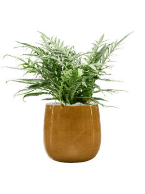 Aglaomorpha Jim In Balloon D 23 H 67 cm - PlantenShop24 - 20-05-2025