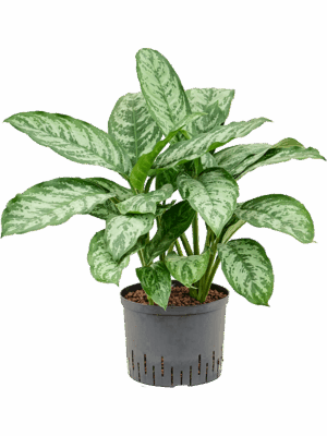 Aglaonema Chantal D 25 H 70 cm - PlantenShop24 - 15-05-2025
