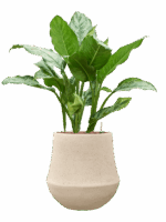 Aglaonema Chantal In Baq Polystone Coated Plain D 18 H 82 cm - PlantenShop24 - 19-05-2025