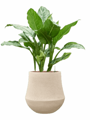 Aglaonema Chantal In Baq Polystone Coated Plain D 18 H 82 cm - PlantenShop24 - 19-05-2025