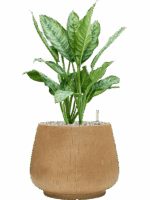 Aglaonema Chantal In Baq Raindrop D 24 H 75 cm - PlantenShop24 - 02-05-2025