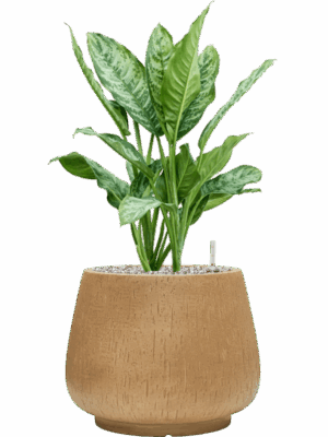 Aglaonema Chantal In Baq Raindrop D 24 H 75 cm - PlantenShop24 - 30-05-2025