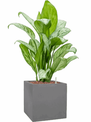 Aglaonema Christina In Natural D 15 H 59 cm - PlantenShop24 - 26-05-2025