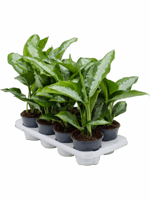 Aglaonema Diamond Bay D 14 H 40 cm - PlantenShop24 - 01-05-2025
