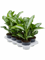Aglaonema Diamond Bay D 14 H 40 cm - PlantenShop24 - 28-05-2025