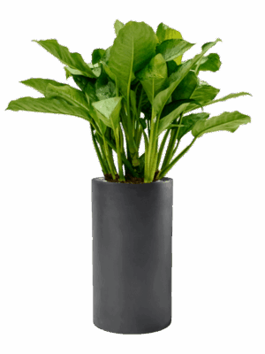 Aglaonema Freedman In Baq Basic D 24 H 110 cm - PlantenShop24 - 14-05-2025