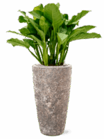 Aglaonema Freedman In Baq Lava D 24 H 120 cm - PlantenShop24 - 14-05-2025