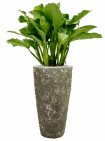 Aglaonema Freedman In Baq Lava D 24 H 121 cm - PlantenShop24 - 14-05-2025