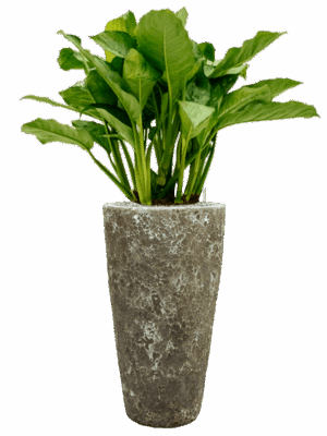Aglaonema Freedman In Baq Lava D 24 H 121 cm - PlantenShop24 - 14-05-2025