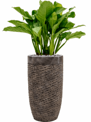 Aglaonema Freedman In Baq Luxe Lite Universe Layer D 24 H 124 cm - PlantenShop24 - 14-05-2025