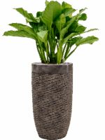 Aglaonema Freedman In Baq Luxe Lite Universe Layer D 24 H 124 cm - PlantenShop24 - 14-05-2025