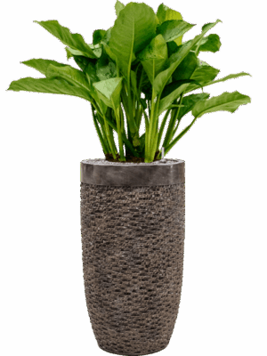 Aglaonema Freedman In Baq Luxe Lite Universe Layer D 24 H 124 cm - PlantenShop24 - 14-05-2025