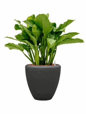 Aglaonema Freedman In Baq Polystone Plain D 24 H 95 cm - PlantenShop24 - 14-05-2025