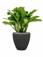 Aglaonema Freedman In Baq Polystone Plain D 24 H 95 cm - PlantenShop24 - 14-05-2025