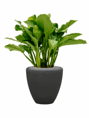 Aglaonema Freedman In Baq Polystone Plain D 24 H 95 cm - PlantenShop24 - 14-05-2025