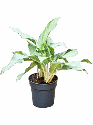 Aglaonema Ghost D 19 H 50 cm - PlantenShop24 - 13-05-2025