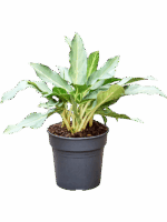 Aglaonema Ghost D 24 H 50 cm - PlantenShop24 - 13-05-2025