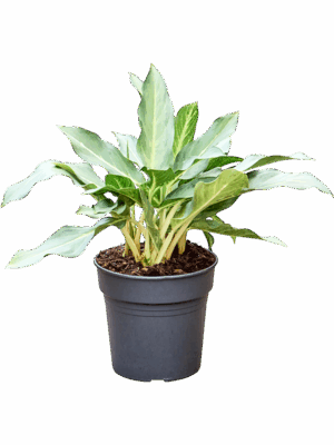 Aglaonema Ghost D 24 H 50 cm - PlantenShop24 - 13-05-2025