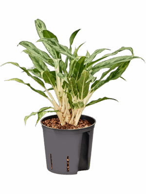 Aglaonema Greyhound D 13 H 25 cm - PlantenShop24 - 21-05-2025