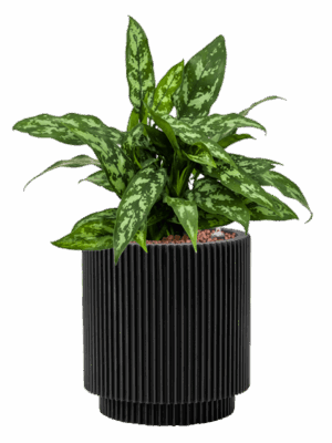 Aglaonema Maria In Capi Nature Groove D 15 H 43 cm - PlantenShop24 - 23-05-2025