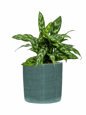 Aglaonema Maria In Plain Striped D 15 H 41 cm - PlantenShop24 - 23-05-2025