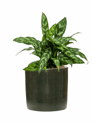Aglaonema Maria In Plain Striped D 15 H 41 cm - PlantenShop24 - 23-05-2025