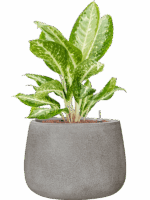 Aglaonema Milky Way In Antwerp D 15 H 58 cm - PlantenShop24 - 22-05-2025