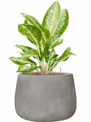 Aglaonema Milky Way In Antwerp D 15 H 58 cm - PlantenShop24 - 22-05-2025