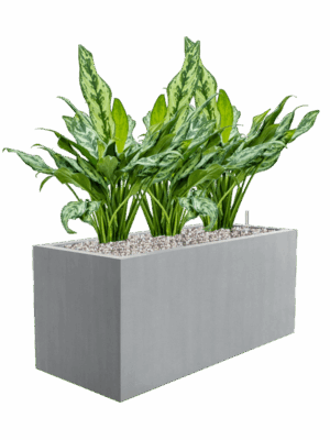 Aglaonema Miss Julliete In Argento D 17 H 60 cm - PlantenShop24 - 12-05-2025