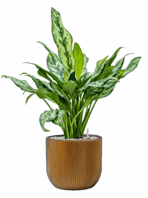 Aglaonema Miss Julliete In Capi Nature Groove D 17 H 69 cm - PlantenShop24 - 01-05-2025