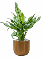 Aglaonema Miss Julliete In Capi Nature Groove D 17 H 69 cm - PlantenShop24 - 12-05-2025