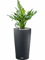 Aglaonema Miss Julliete In Lechuza Cilindro D 17 H 70 cm - PlantenShop24 - 12-05-2025