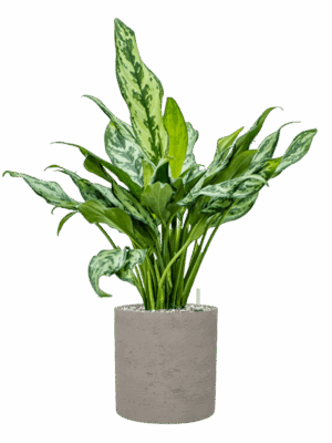 Aglaonema Miss Julliete In Rough D 17 H 69 cm - PlantenShop24 - 19-05-2025