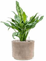 Aglaonema Miss Julliete In Terra Cotta D 17 H 50 cm - PlantenShop24 - 12-05-2025