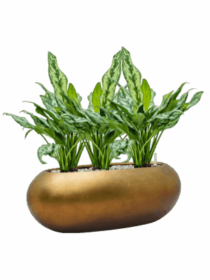 Aglaonema Miss Julliette In Baq Metallic Silver Leaf D 17 H 52 cm - PlantenShop24 - 12-05-2025