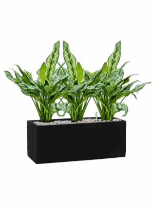 Aglaonema Miss Julliette In Fiberstone D 17 H 51 cm - PlantenShop24 - 12-05-2025